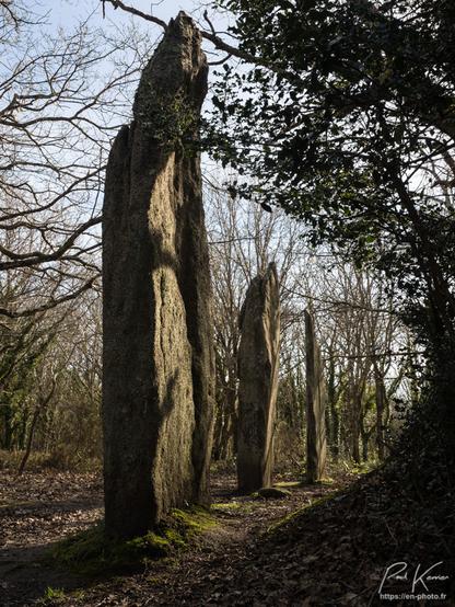 Photo en couleur en format vertical, présentant trois menhirs constitués de dalle alignés sur un axe Nord Sud dans un bois.Vus sous cet angle, les trois menhirs semblent très fins et tout en hauteur.