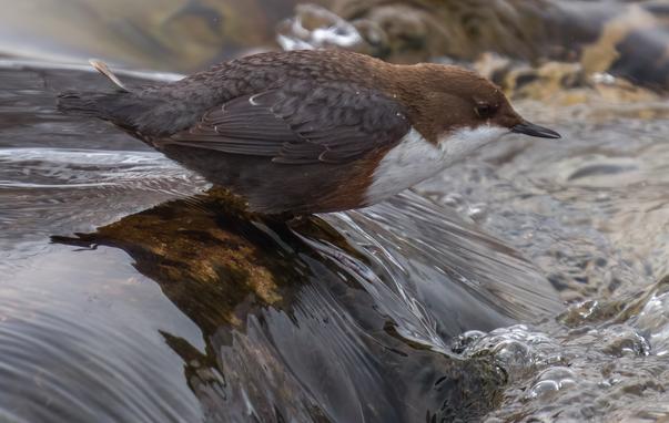 Wasseramsel
