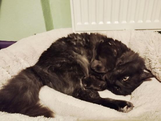Flauschige dunkelgraue Katze räkelt sich im flauschigem Korb.