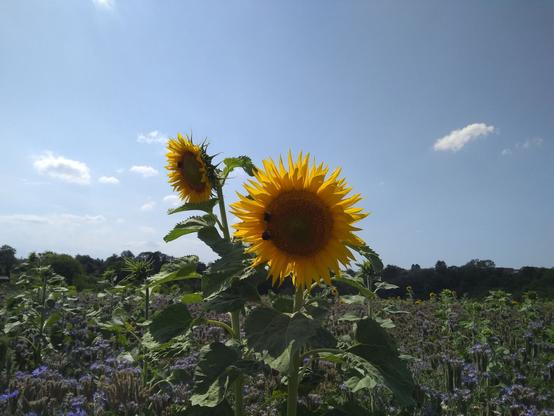 Das Bild zeigt ein sonniges Feld mit einer auffälligen Sonnenblume im Vordergrund, deren leuchtend gelbe Blütenblätter sich zum Betrachter hin öffnen. Auf ihrer Blüte sitzen zwei Bienen. Eine zweite Sonnenblume ist etwas weiter hinten zu sehen, leicht nach links geneigt. Die Blüten stehen inmitten einer wilden Blumenwiese mit lila und grünen Pflanzen. Der Himmel ist klar und blau, mit nur wenigen kleinen, weißen Wolken. Im Hintergrund erstreckt sich eine Baumreihe, die die Grenze des Feldes markiert und eine ruhige, natürliche Atmosphäre schafft.