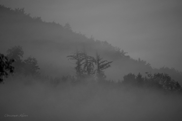 three spruces in the fog (monochrome)