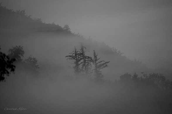 three spruces in the fog (monochrome)