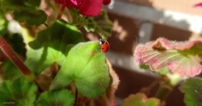 Fotografía en la que se ve a una mariquita sobre el borde de una hoja de geranio.
En la foto se pueden ver los pequeños puntitos negros sobre el color rojo del insecto. También se ven los diminutos pelillos que hay en las hojas del geranio.
La hoja donde está la mariquita es de color verde, se ven dos o tres pequeños círculos de color más rojizo.
A la derecha se ve otra hoja de color verde con el borde rojizo.
Y en la parte superior de la foto se ve parte de unos pétalos rojos del geranio.

La foto está hecha con el modo "retrato" del móvil.