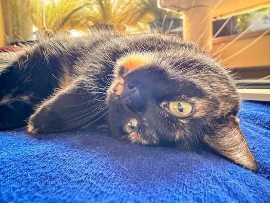 Cat lying on a chair sunbathing