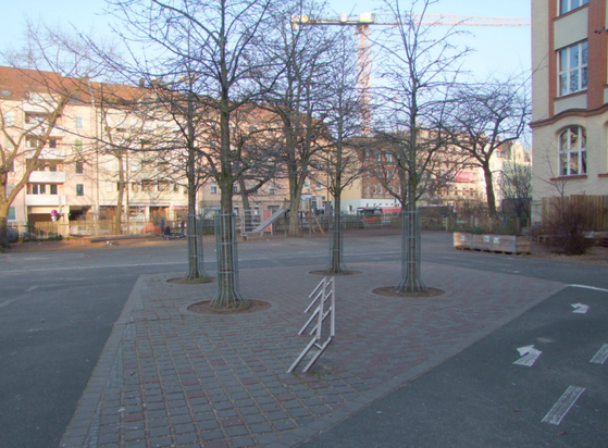 vier Kirschbäume in einer offenfugigen Pflasterfläche im Schulhof