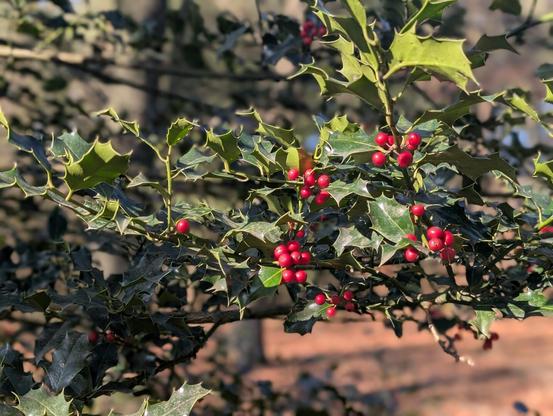 een tak van een hulstboom met rode besjes door de zon verlicht