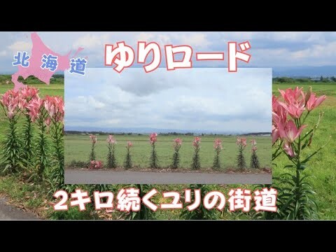 北海道【ゆりロード】2kmつづくユリの街道　月形町