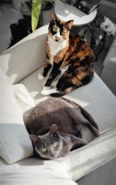 two cats on a sofa
