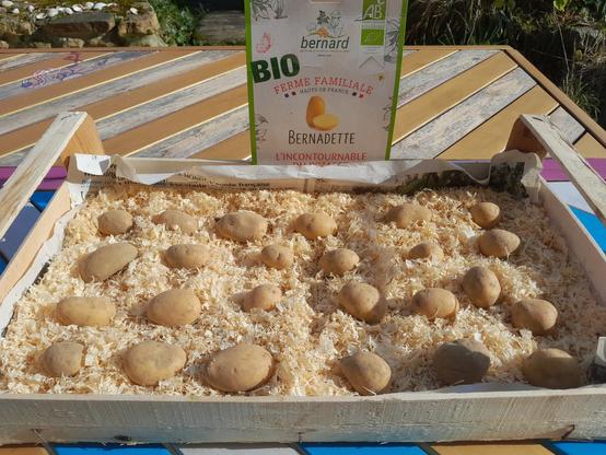 Des tubercules de pomme de terre installés sur un lit de copeaux de bois, dans une cagette en bois.
Au second plan, l'étiquette du produit, de la marque "bernard", avec le logo agriculture biologique.