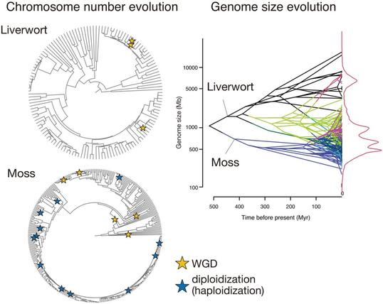 Analysis of chromosome number and genome size evolution in liverworts and mosses, highlighting whole-genome duplications (WGDs) and diploidization (haploidization).
