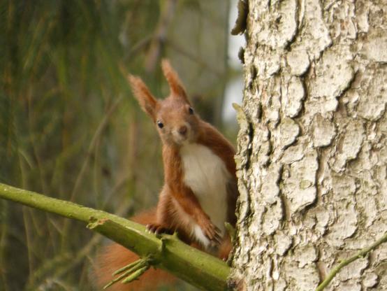 Ein rotes Eichhörnchen kuckt hinter einem Baumstamm, rechts im Bild, hervor. Sitzend auf einem kleinen Ast links. Es sieht überrascht aus. Es hat einen weißen Bauch, Püschels up de Uhren. Im Hintergrund ist noch ein Baum zu erkennen. Man kann nur die linken Pfötchen (achtern und vorne) vom Katteiker sehen – das rechte Paar ist vom Stamm verdeckt.