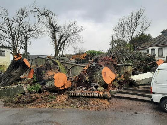 View of the stumps of three very large pine trees and the broken remnants of a wall and gate post, taken on Rockbarton North, Salthill, Galway.
