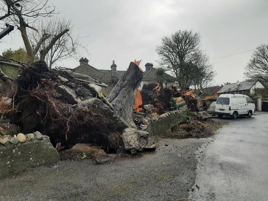 View if the same scene from a different angle showing the ground that was ripped up by the falling trees, with roots exposed.