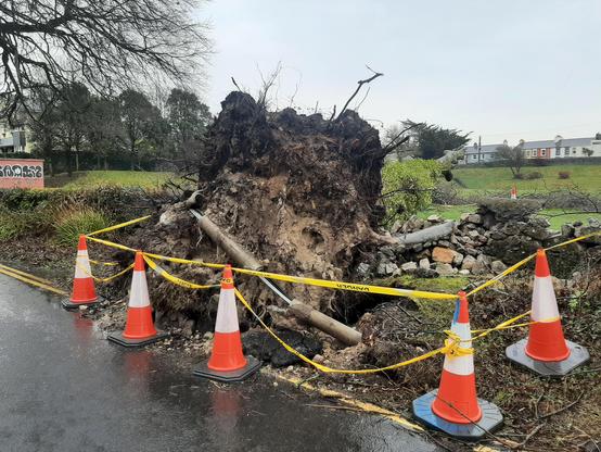 View of the roots of a fallen tree at the side of Rockbarton Road. The tree has crashed through the wall into Salthill Park and there are cables sleeved in pvc pipes exposed running through the roots.