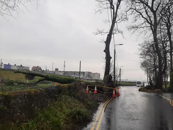 A wider view of the same tree showing it  blocking the footpath within Salthill Park.