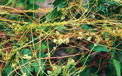 Image showing the plant "love vine" [Cuscuta compacta] which was used in southern conjure for love spells.