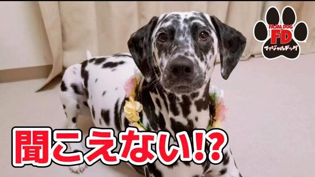 【大型犬５匹】違和感！まさか耳が…