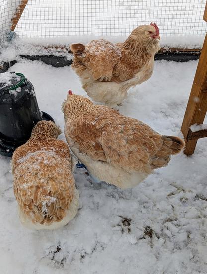 Three light-colored chickens with fluffy feathers huddle together in the snowy corner of a wire-mesh coop. They are my Faverolles hens and not happy about the snow.