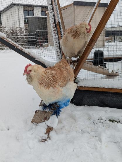 Two light-colored chickens with fluffy feathers perched on a chicken ladder, about to go in the snowy garden. They are my Faverolles hens and not happy about the snow.