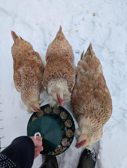 A top-down view of three tan and white chickens eating seeds from a round feeder in a snowy enclosure, with my hand holding the feeder. They are my Faverolles hens and not happy about the snow, but eager for food.