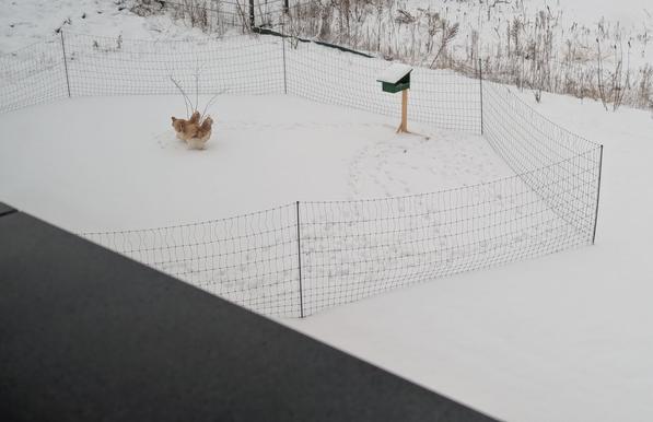 A wide shot of a snowy, outdoor enclosure with two chickens in the corner, a green feeder on a post, and visible chicken footprints in the snow.