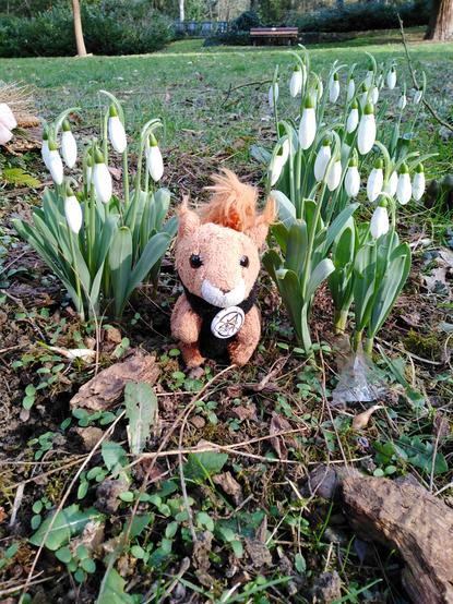Puschel sitzt zwischen zwei Gruppen von Schneeglöckchen am Boden und trägt Trauerschal und Brosche. Auf der Brosche ist ein Fahrrad-Anarchie-Logo drauf zu sehen, was für Herrschaftslosigkeit im Straßenverkehr steht. Im Hintergrund ist weitere Wiese zu sehen, ein paar Bäume und eine Sitzbank aus Holz.