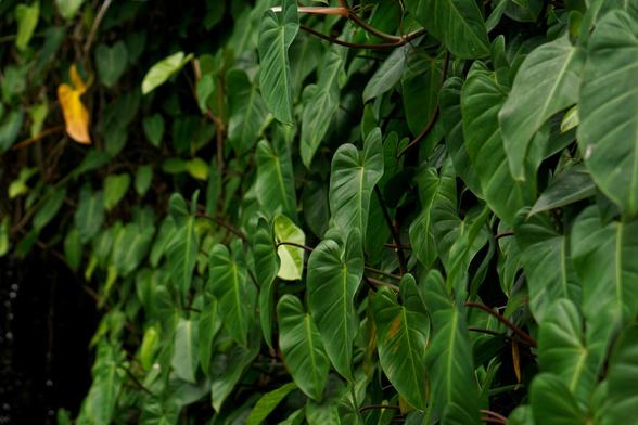 a cluster of philodendron leaves