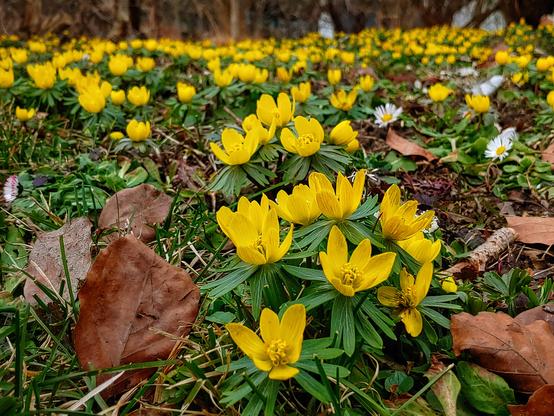 Wiese voller gelb blühender Frühblüher. Aufnahme am Boden mit einer Pflanze im Fokus, und vielen weiteren Pflanzen dahinter.