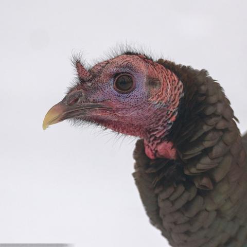 Portrait of a wild turkey, seen from the side. She looks at the viewer with one big brown eye, in which reflects a picture of the forest: bare trees and snow. Her face is wrinkly and pink, with shades of pale blue around her eye, and thin brown feathers that appear to be fine hairs covering her head and face. Her beak is yellow and brown, curved downwards. Between her eyes and nose is a small fleshy protusion in the shape of a horn, also covered in thin feathers. Her neck has short, broad feathers, dark brown and irridescent green, a stark contrast to the white background.