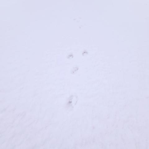 Footsteps