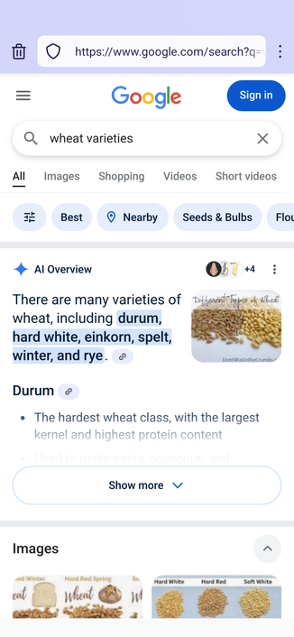 A screenshot of a google search result for "wheat varieties" , which leads with the AI overview, with text on the left and a picture of 2 grains, dark grains on the  left, light colored on the right, with "different types of wheat" in cursive at the top of the photo.

The AI generated text on the left reads "There are many varieties of wheat, including durum, hard white, einkorn, spelt, winter, and rye. "