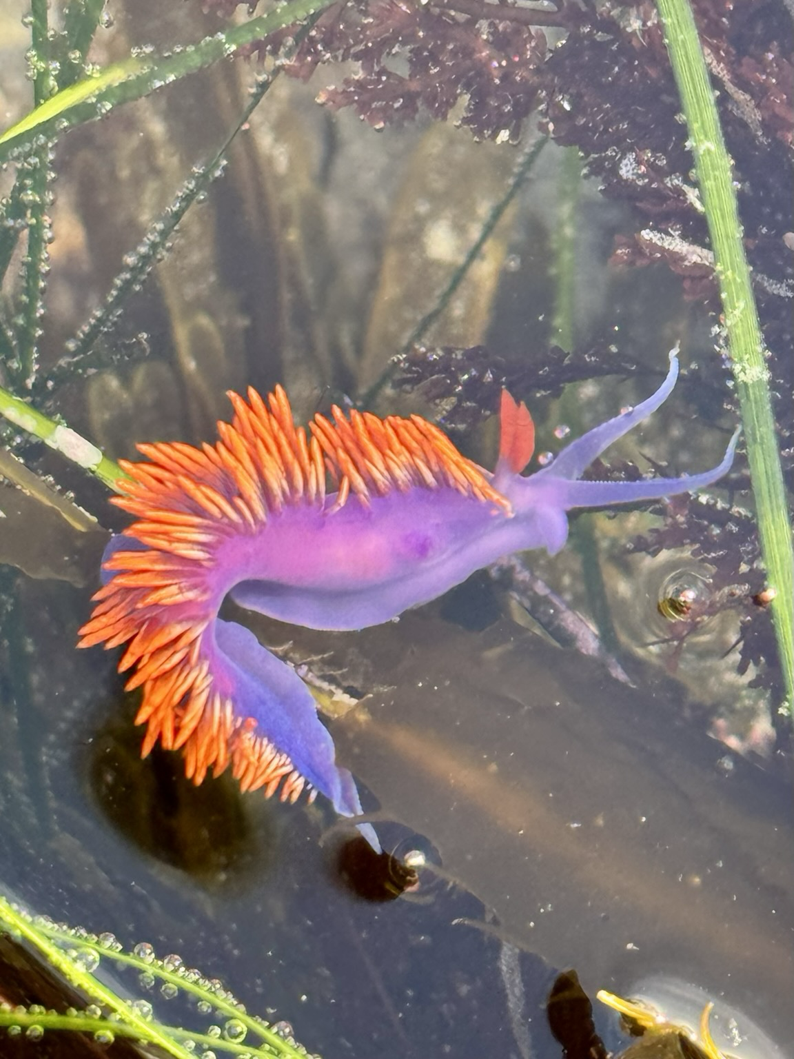 A purple and orange sea creature