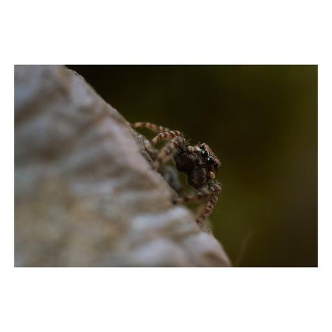 Araignée sauteuse de face sur un pierre (grise) sur un fond de végétation vert.