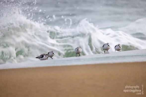 A small flock of five little sandpipers crests the rise on a beach as foamy waves break behind them.