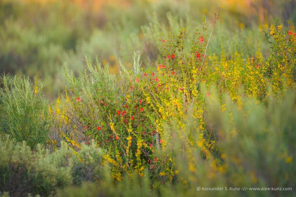 An intimate landscape photograph showing bright green Southern California sage scrub vegetation in spring. Amidst the green shrubs are some that are flowering bright red and yellow.