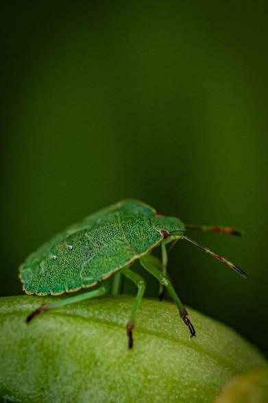 A close-up of a green shield bug showcasing its detailed texture and natural camouflage.
