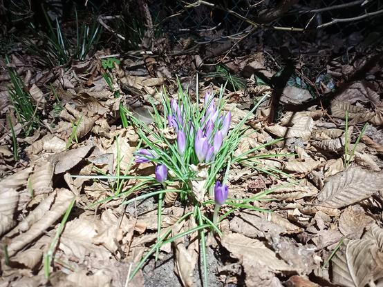 Das Bild zeigt eine Gruppe violetter Krokusse, die aus dem Boden sprießen, umgeben von trockenem, braunem Laub. Die Szene wird von einer Lichtquelle beleuchtet, wodurch die Blumen besonders hervorgehoben werden, während der Hintergrund dunkel bleibt.