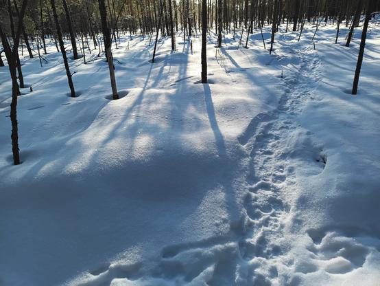aurinko pilkottaa kitukasvuisten mäntyjen lomasta, lumen keskelle tamppautunut tossu-ura