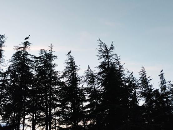 Au coucher du soleil des cigognes sont venues se poser méticuleusement chacune à la cime d’un cèdre 
🧐😍