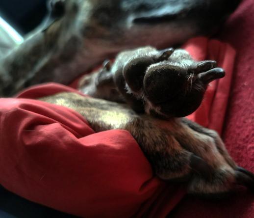 Im Vordergrund Hundevorderpfoten von Pina Galgo, im Hintergrund ihr Kopf, im Bett liegend.