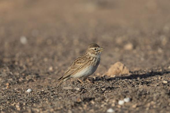 Kleiner grauer Vogel im Sand