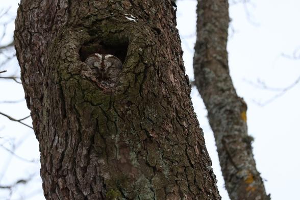 A photo of a sleeping tawny owl.