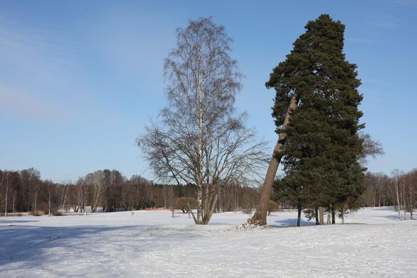 A photo of a golf course. There is a large birch and pine in the middle of the image.