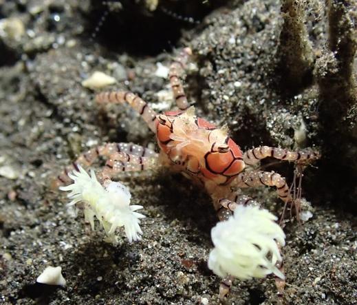 Le-pom-pom-crabe-ou-crabe-boxeur-6