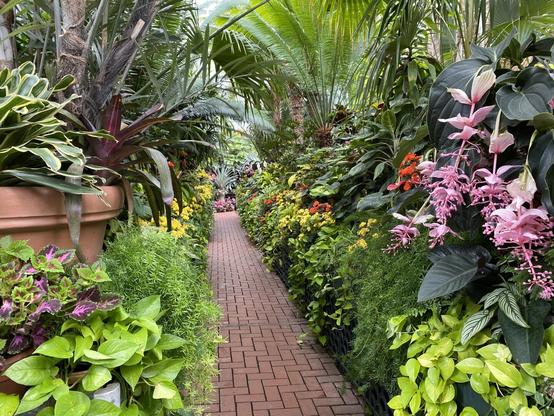 A hothouse filled with greenery and a narrow brick path.