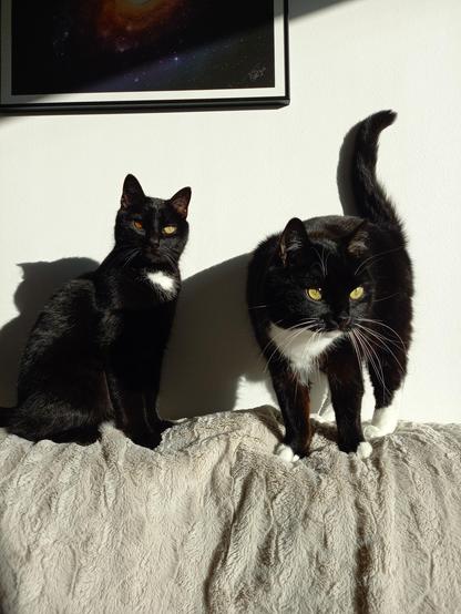 Two tuxedo cats perched on the back of a sofa enjoying the sun. Otto (left) is mostly black with a white spot on his chest, and has different coloured eyes. Kutte (right) has white socks and comically large white whiskers. Otto looks more serene and elegant, Kutte looks like a chaos gremlin.