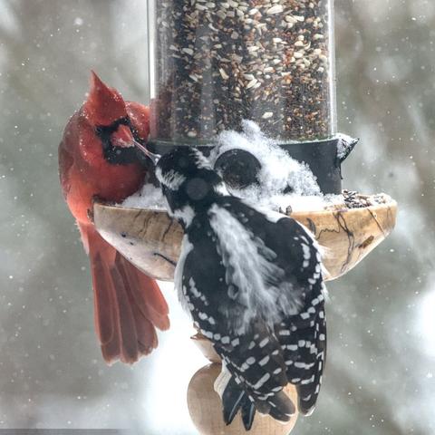 A northern red cardinal sitting at a clear tubular bird feeder with a round wooden base, facing-off with a hairy woodpecker. The cardinal is trying to bully the woodpecker and keep the feeder for itself, but the woodpecker fights back by swatting the cardinal with its retractable tongue. The background is blurred, and fine snow is falling.
