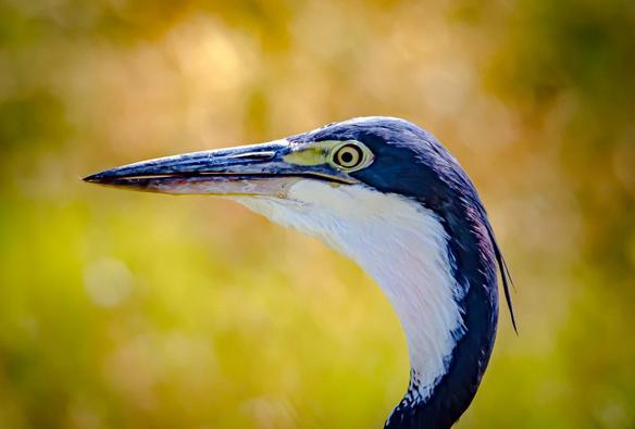 The image shows a close-up of a bird, which appears to be a heron, with a focus on its head and beak. The background is blurred, highlighting the bird's detailed features.