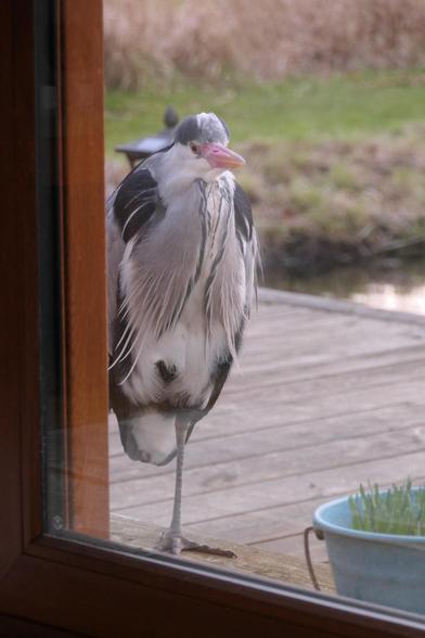A heron on one leg, stares into our lounge through the patio doors.