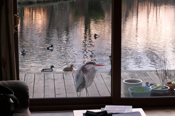 Mallard and Tufted ducks gather on the lake behind a heron at our patio doors. Reflections of the sunset are apparent in the background.